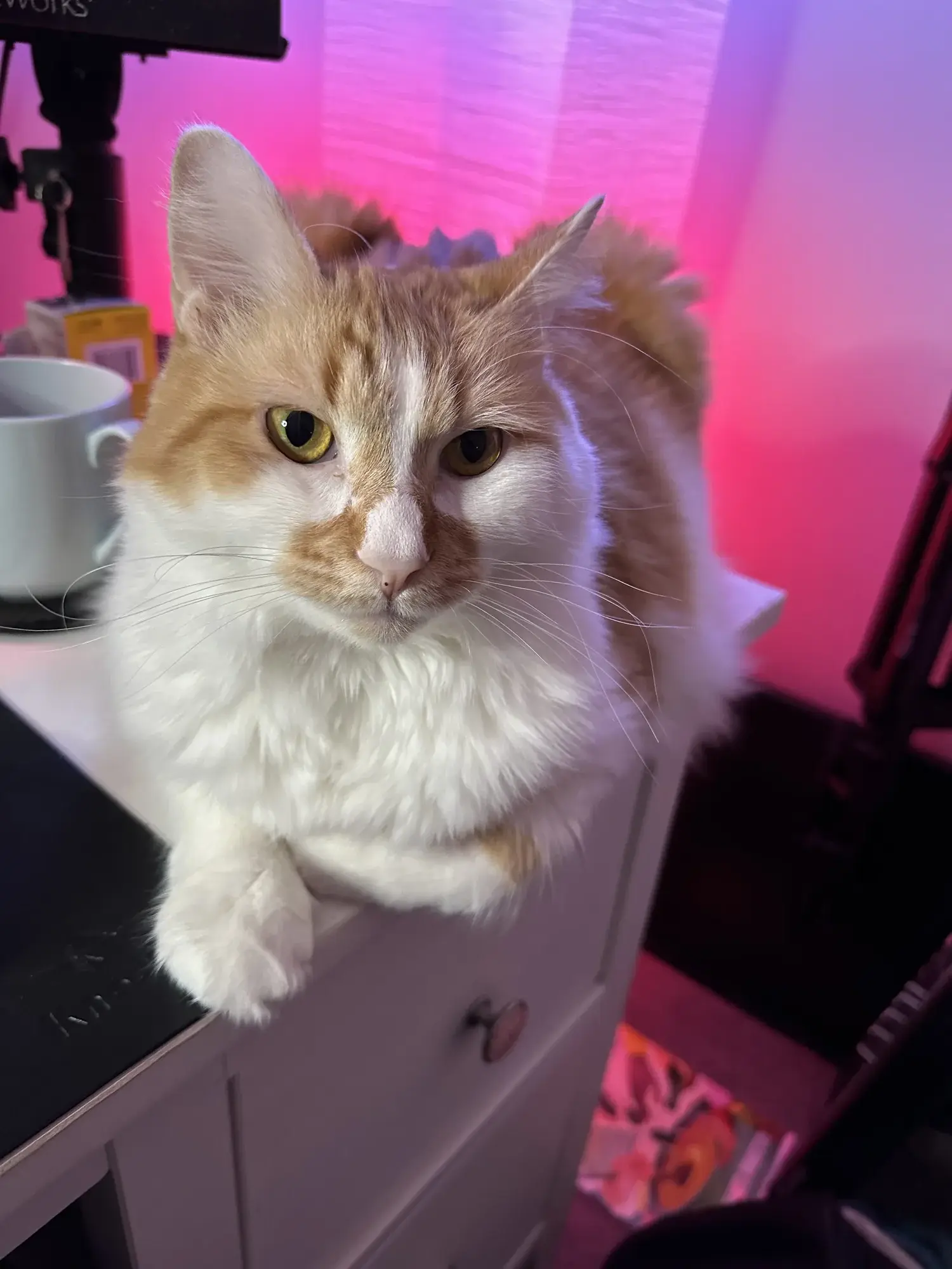 Mr. Boy